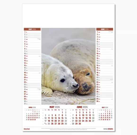 106915-british-wildlife-wall-calendar-may-jun.png