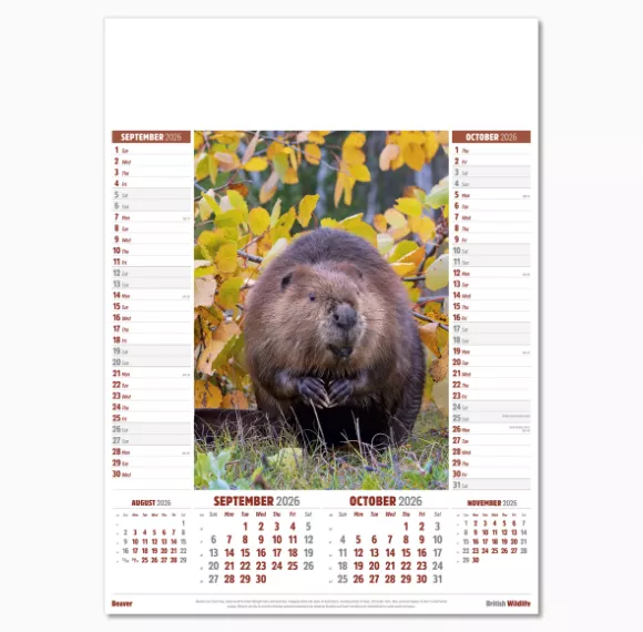 106915-british-wildlife-wall-calendar-sep-oct.png