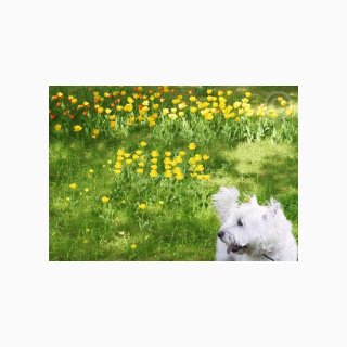 44 Dog in Field of Daffodils