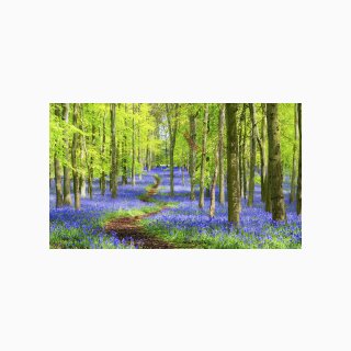 281 Bluebells