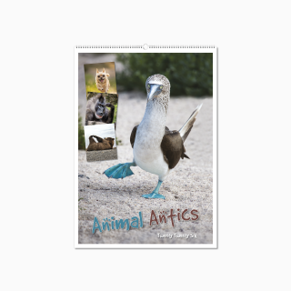 100215-animal-antics-wall-calendar-cover-wiro.png