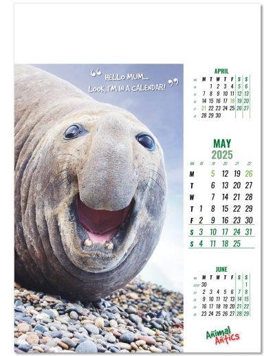 100215-animal-antics-wall-calendar-may